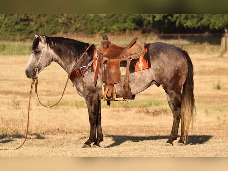 American Quarter Horse Castrone 8 Anni Grigio in Pilot Point, TX