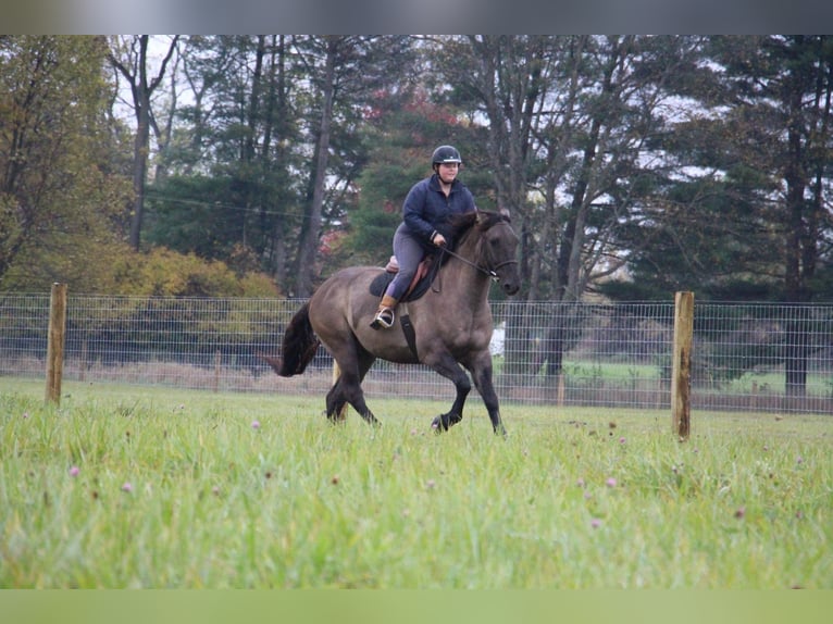 American Quarter Horse Castrone 8 Anni Grullo in Howell, MI