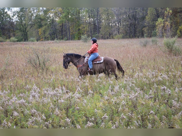 American Quarter Horse Castrone 8 Anni Grullo in Howell, MI