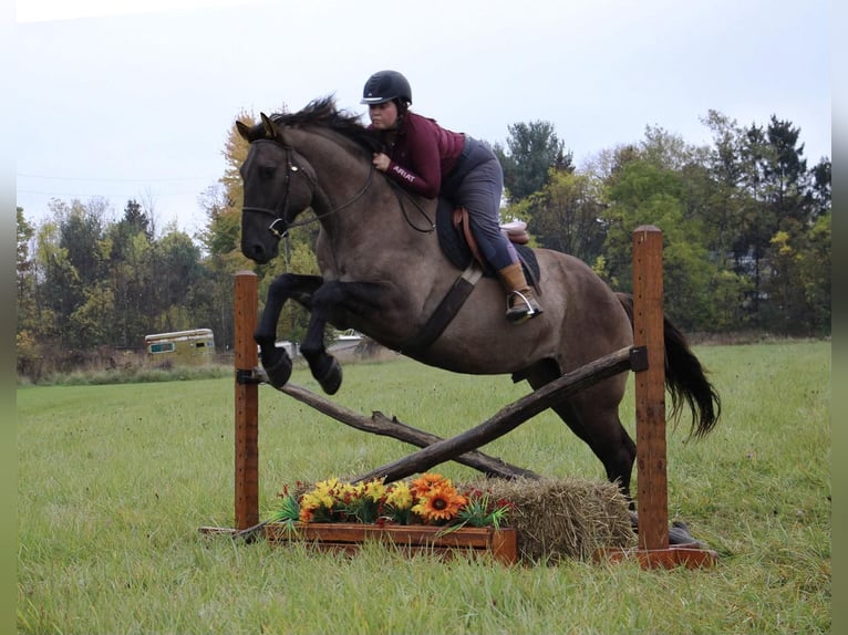 American Quarter Horse Castrone 8 Anni Grullo in Howell, MI