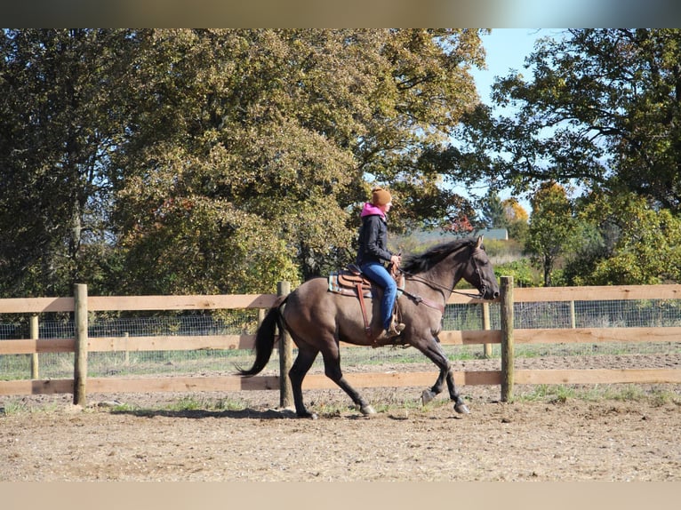 American Quarter Horse Castrone 8 Anni Grullo in Howell, MI