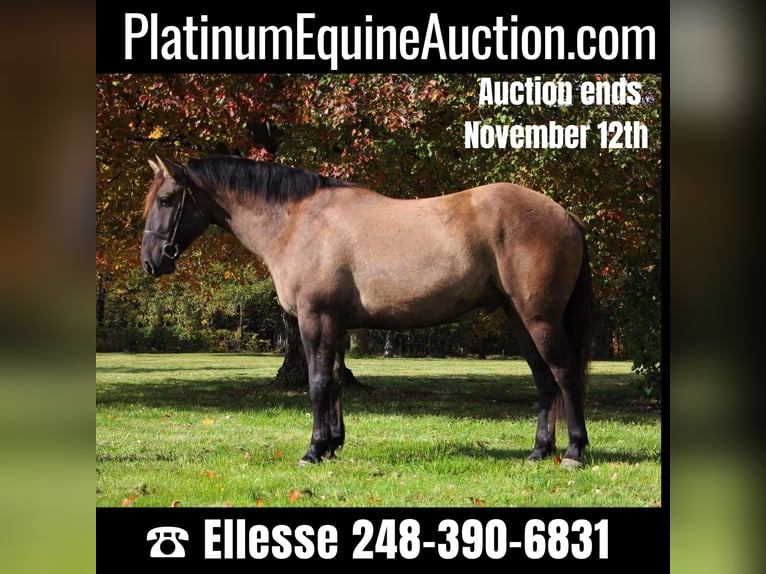 American Quarter Horse Castrone 8 Anni Grullo in Howell, MI