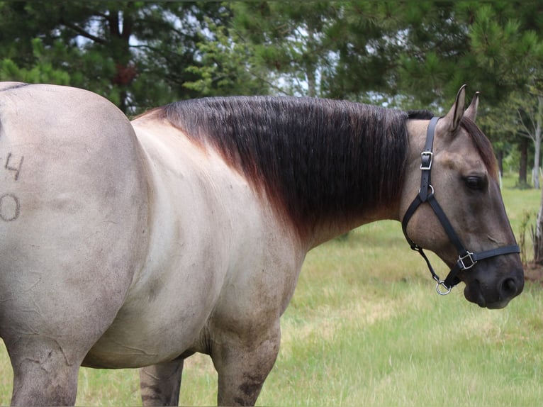 American Quarter Horse Castrone 8 Anni Grullo in Hartsville