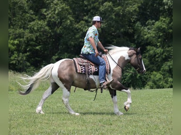 American Quarter Horse Castrone 8 Anni Grullo in Mount Vernon, KY