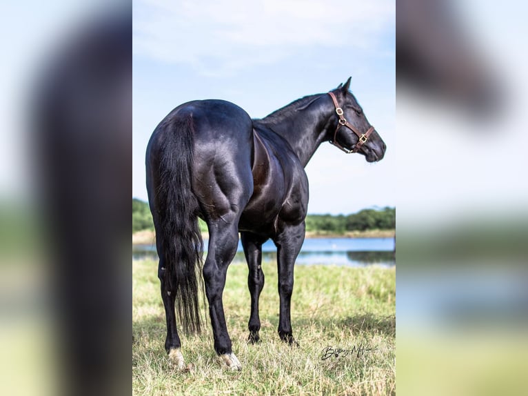 American Quarter Horse Castrone 8 Anni Morello in Coldspring TX