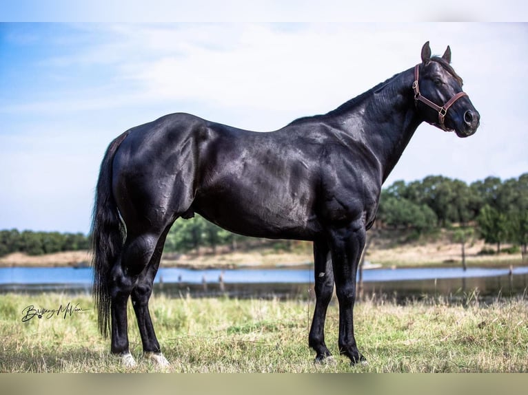 American Quarter Horse Castrone 8 Anni Morello in Coldspring TX