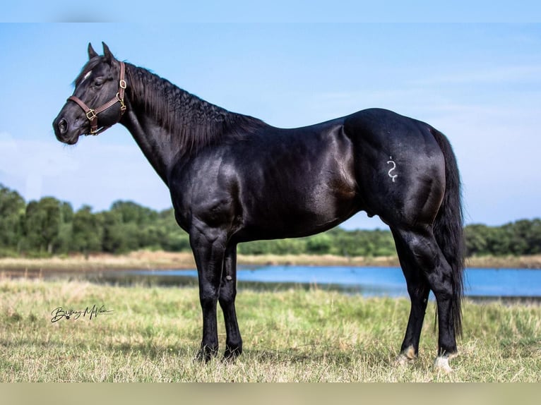 American Quarter Horse Castrone 8 Anni Morello in Coldspring TX