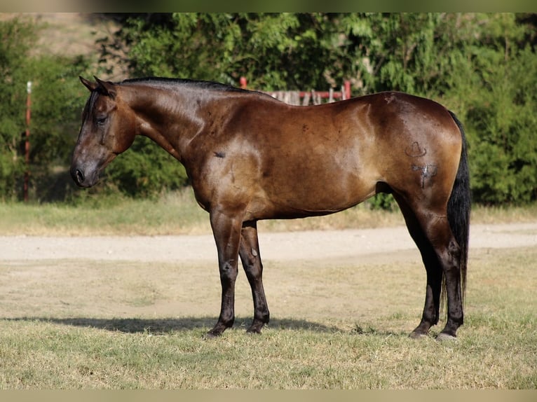 American Quarter Horse Castrone 8 Anni Morello in Whitesboro