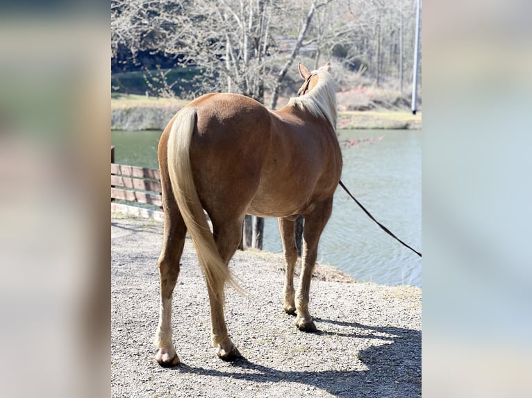 American Quarter Horse Castrone 8 Anni Palomino in Haleyville Al