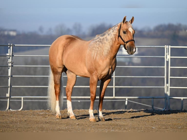 American Quarter Horse Castrone 8 Anni Palomino in Millersburg OH