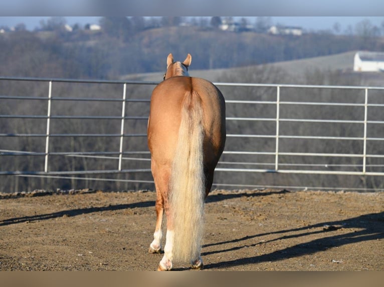 American Quarter Horse Castrone 8 Anni Palomino in Millersburg OH