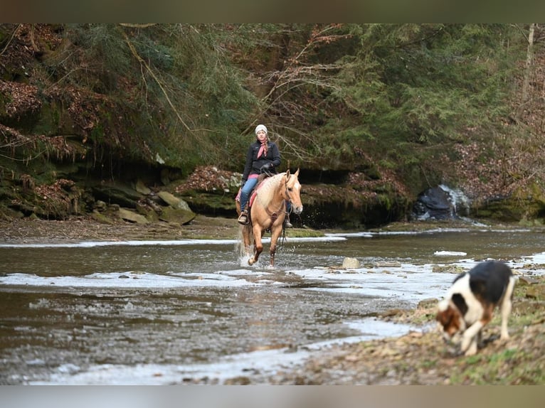 American Quarter Horse Castrone 8 Anni Palomino in Millersburg OH