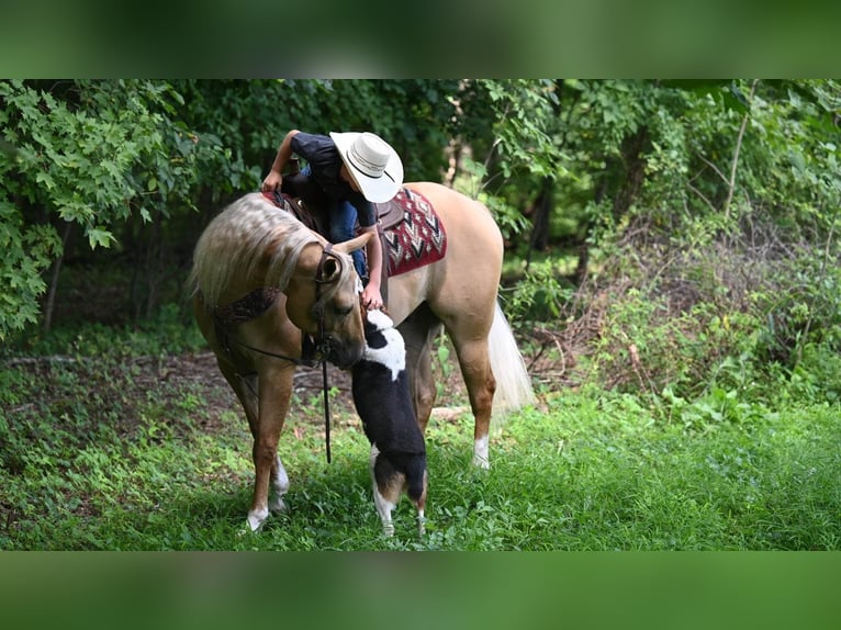 American Quarter Horse Castrone 8 Anni Palomino in Millersburg OH