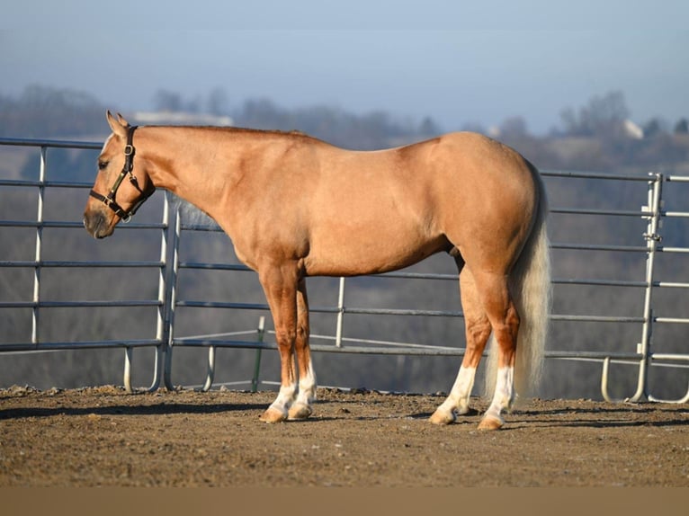 American Quarter Horse Castrone 8 Anni Palomino in Millersburg OH