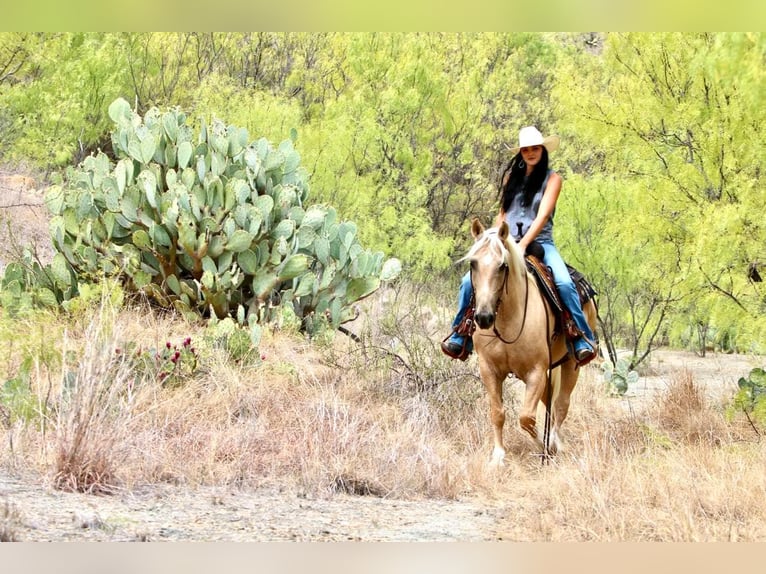American Quarter Horse Castrone 8 Anni Palomino in WACO Tx