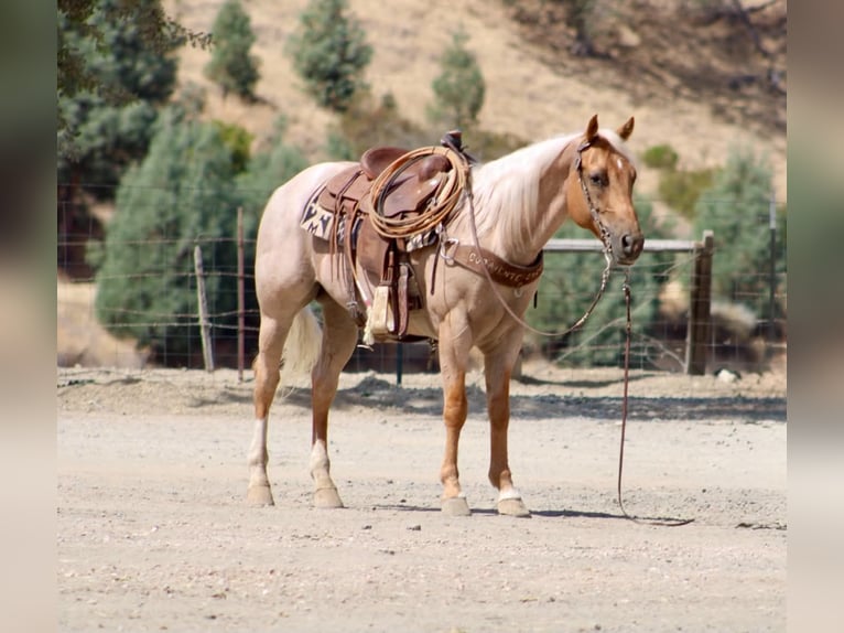 American Quarter Horse Castrone 8 Anni Palomino in Tres Pinos