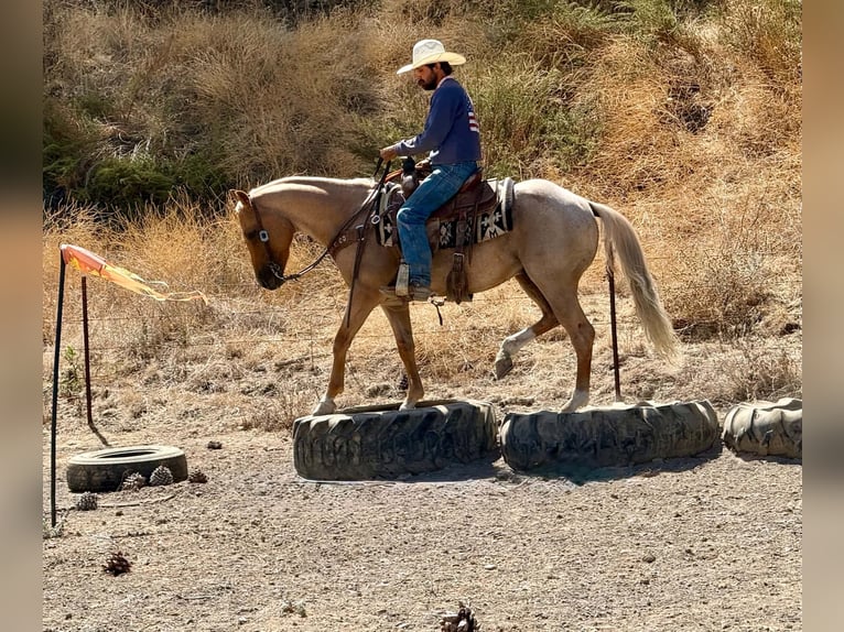 American Quarter Horse Castrone 8 Anni Palomino in Tres Pinos