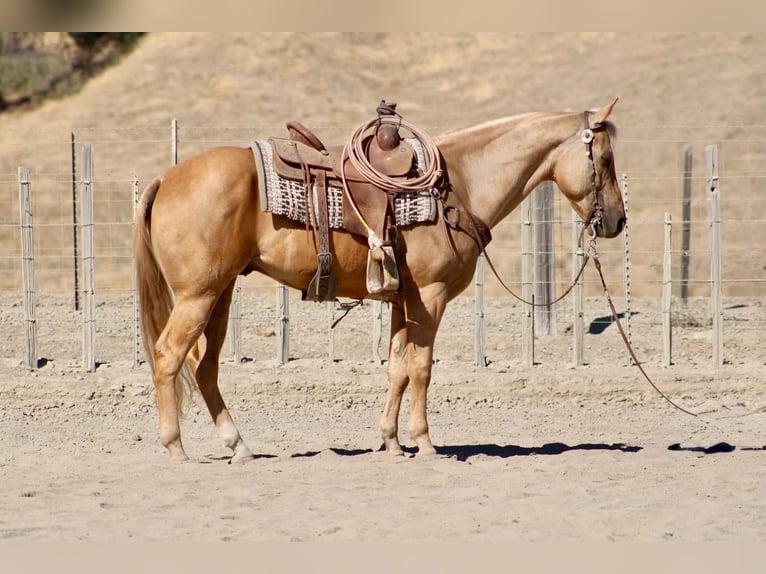 American Quarter Horse Castrone 8 Anni Palomino in Tres Pinos