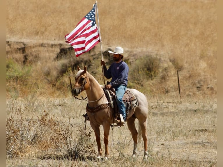 American Quarter Horse Castrone 8 Anni Palomino in Tres Pinos