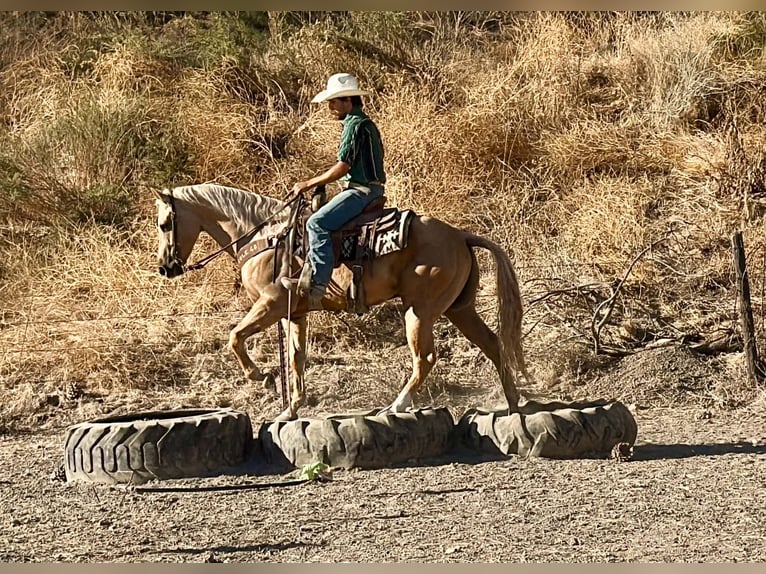 American Quarter Horse Castrone 8 Anni Palomino in Tres Pinos