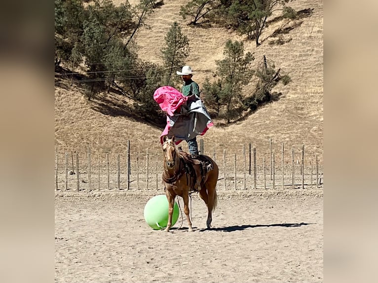 American Quarter Horse Castrone 8 Anni Palomino in Tres Pinos