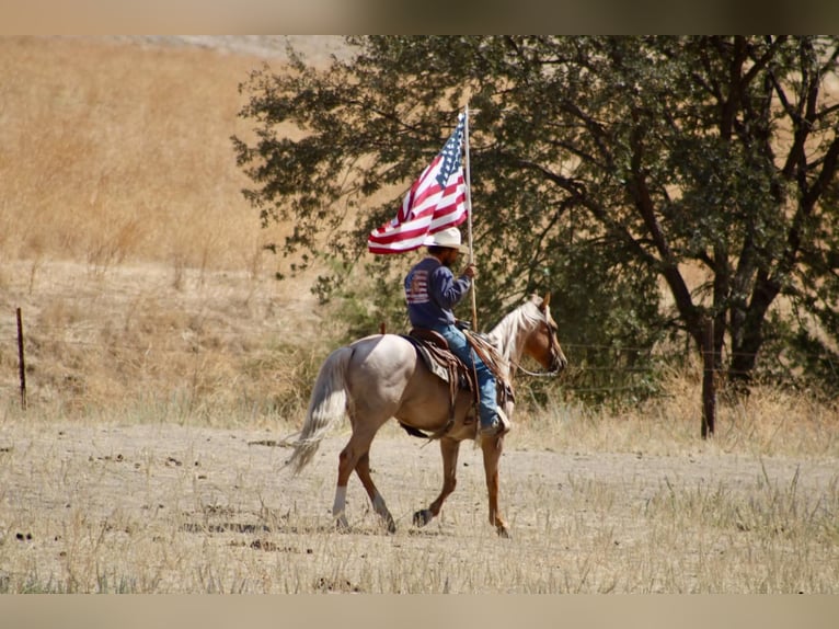 American Quarter Horse Castrone 8 Anni Palomino in Tres Pinos