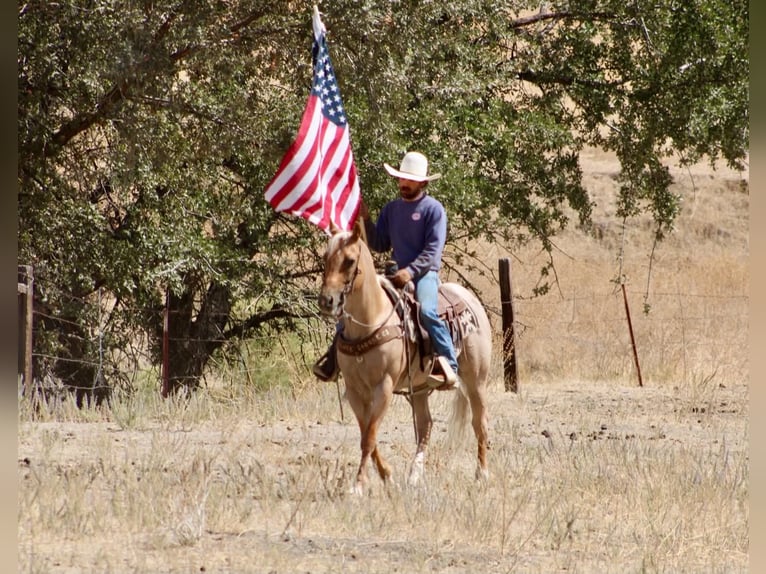 American Quarter Horse Castrone 8 Anni Palomino in Tres Pinos