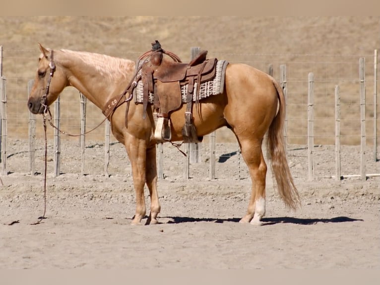 American Quarter Horse Castrone 8 Anni Palomino in Tres Pinos
