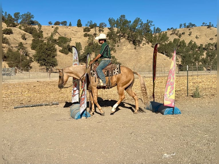 American Quarter Horse Castrone 8 Anni Palomino in Tres Pinos