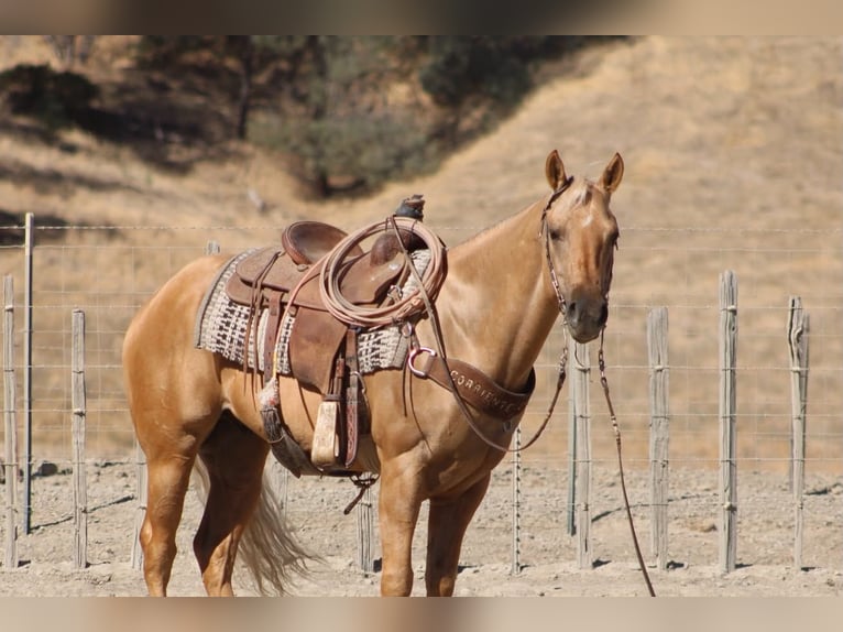 American Quarter Horse Castrone 8 Anni Palomino in Tres Pinos