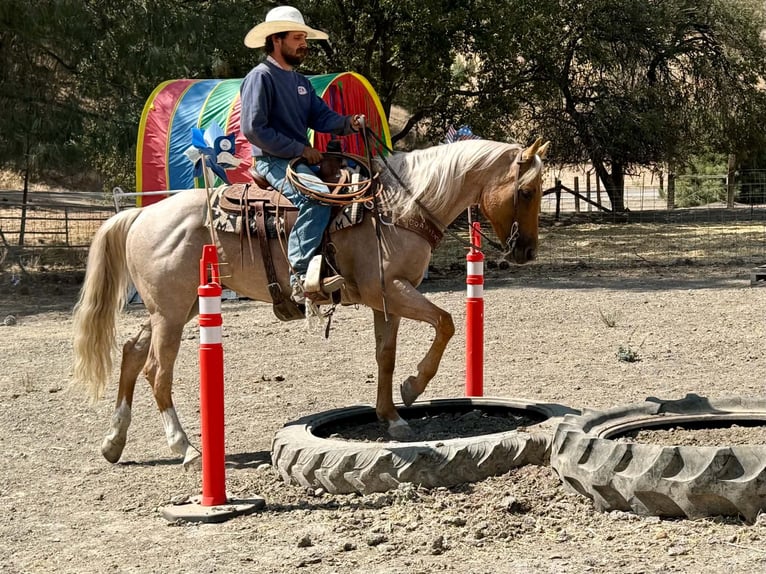 American Quarter Horse Castrone 8 Anni Palomino in Tres Pinos