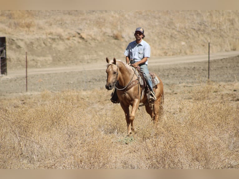 American Quarter Horse Castrone 8 Anni Palomino in Tres Pinos
