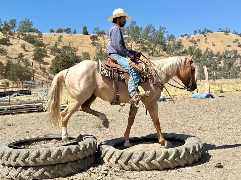 American Quarter Horse Castrone 8 Anni Palomino in Tres Pinos