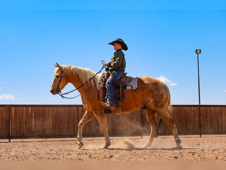 American Quarter Horse Castrone 8 Anni Palomino in Canyon