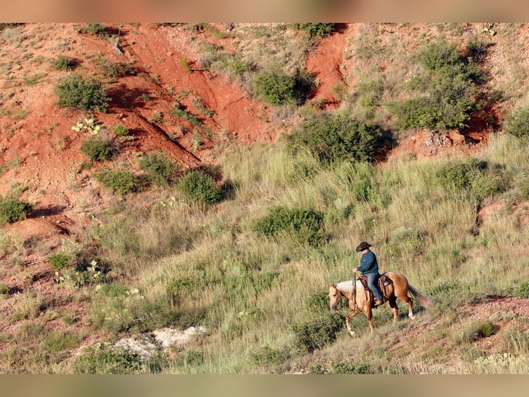 American Quarter Horse Castrone 8 Anni Palomino in Canyon