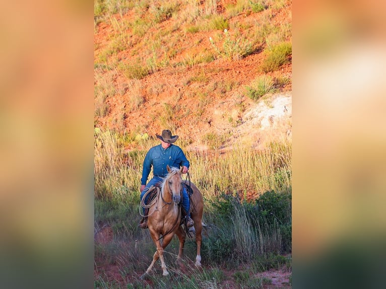 American Quarter Horse Castrone 8 Anni Palomino in Canyon