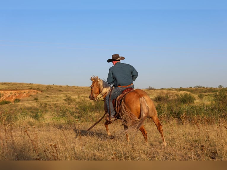 American Quarter Horse Castrone 8 Anni Palomino in Canyon