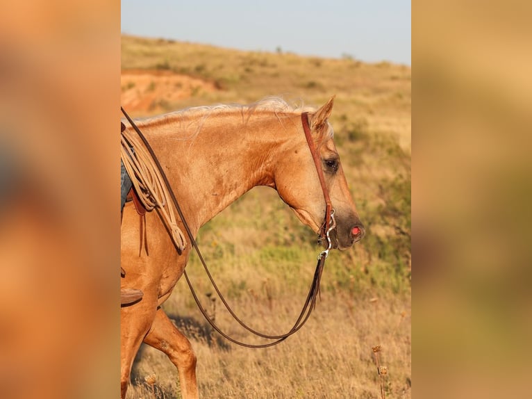 American Quarter Horse Castrone 8 Anni Palomino in Canyon