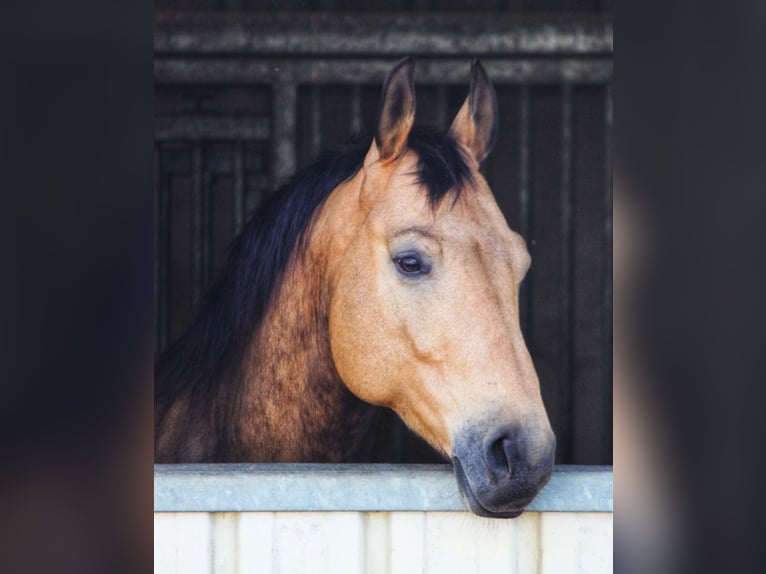 American Quarter Horse Castrone 8 Anni Pelle di daino in Neunkirchen-Seelscheid