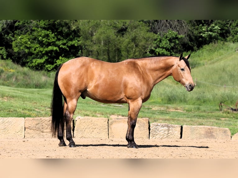 American Quarter Horse Castrone 8 Anni Pelle di daino in Millersburg