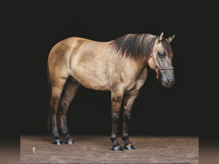 American Quarter Horse Castrone 8 Anni Pelle di daino in Dallas PA