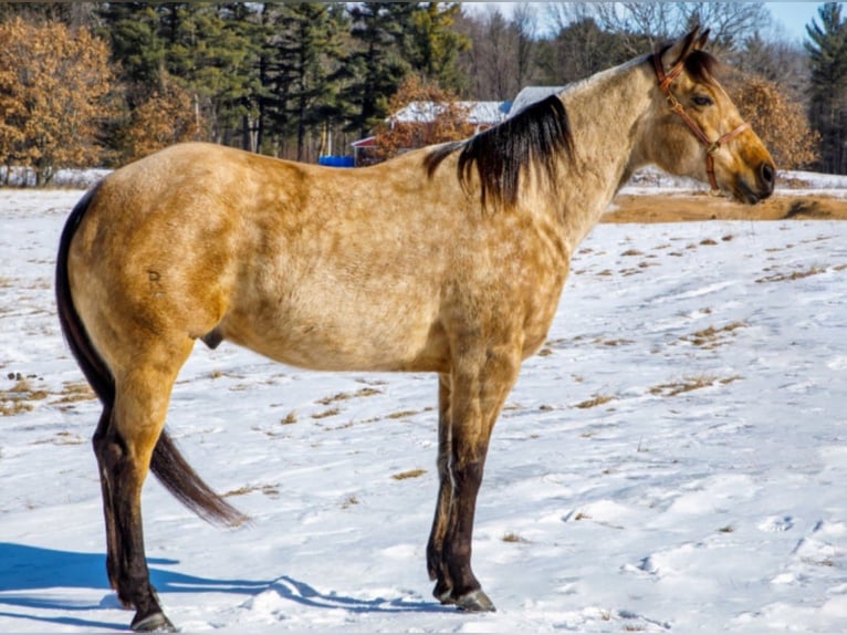 American Quarter Horse Castrone 8 Anni Pelle di daino in Navarino WI