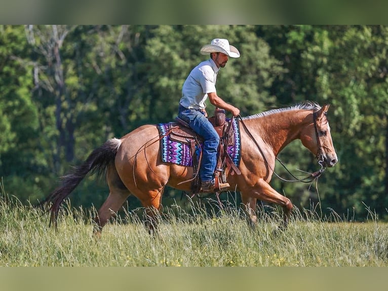 American Quarter Horse Castrone 8 Anni Pelle di daino in Lyles