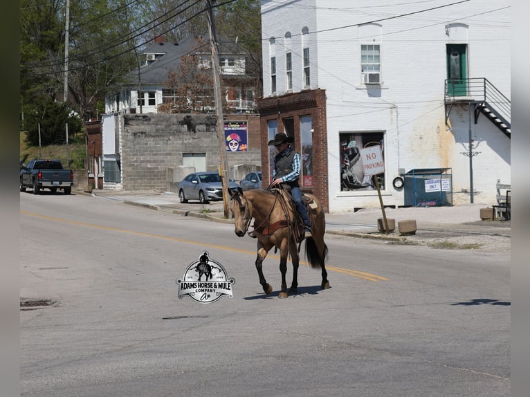 American Quarter Horse Castrone 8 Anni Pelle di daino in Mount Vernon