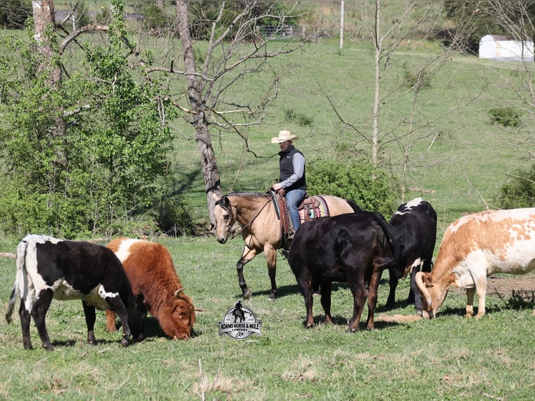 American Quarter Horse Castrone 8 Anni Pelle di daino in Mount Vernon