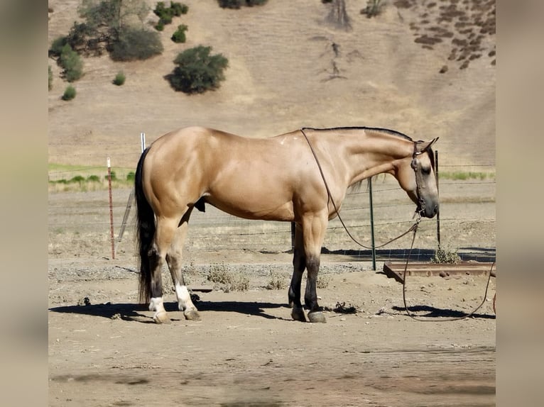 American Quarter Horse Castrone 8 Anni Pelle di daino in Paicines CA
