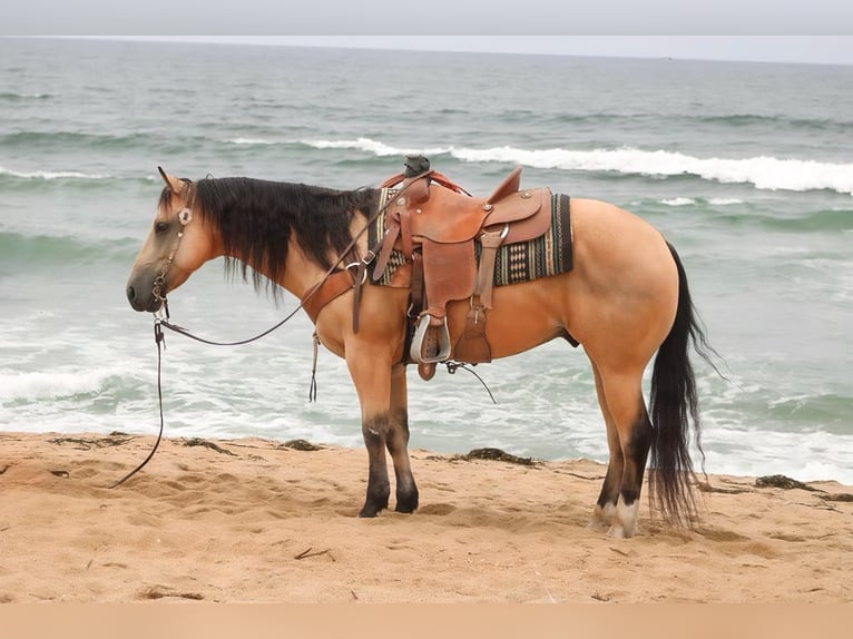 American Quarter Horse Castrone 8 Anni Pelle di daino in Paicines CA