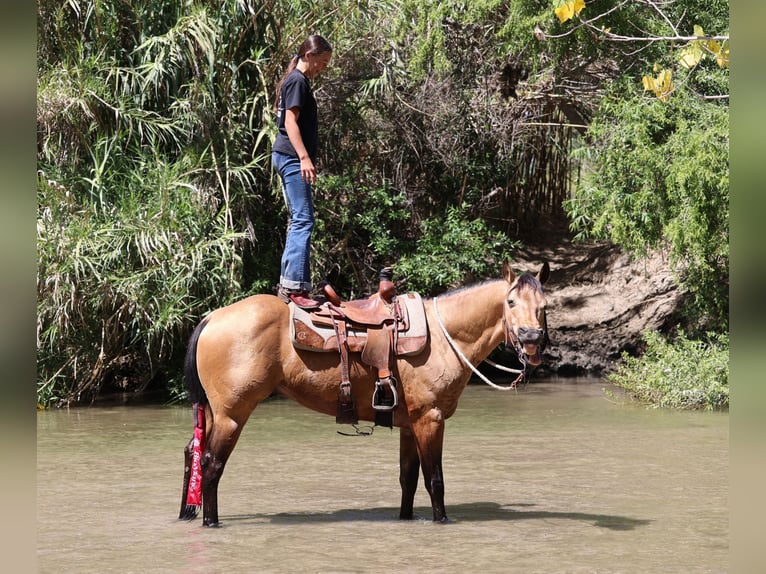 American Quarter Horse Castrone 8 Anni Pelle di daino in Norco