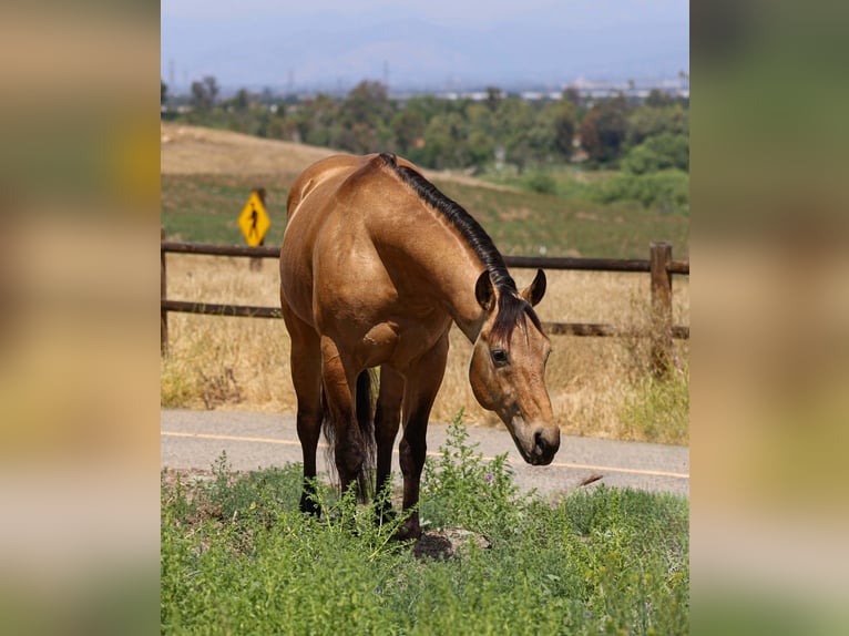 American Quarter Horse Castrone 8 Anni Pelle di daino in Norco