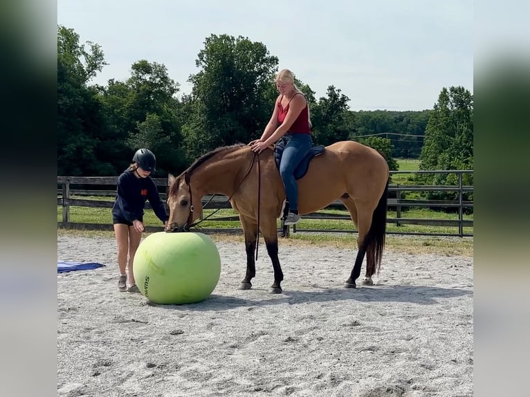 American Quarter Horse Castrone 8 Anni Pelle di daino in New Holland